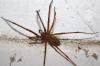Eratigena inermis